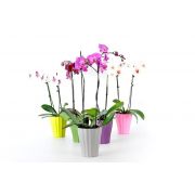 Obaly na orchidey