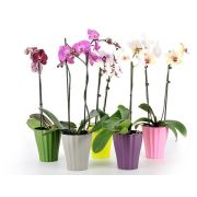 Obal na orchidey OLA