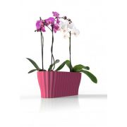 Obal na orchidey TRIOLA
