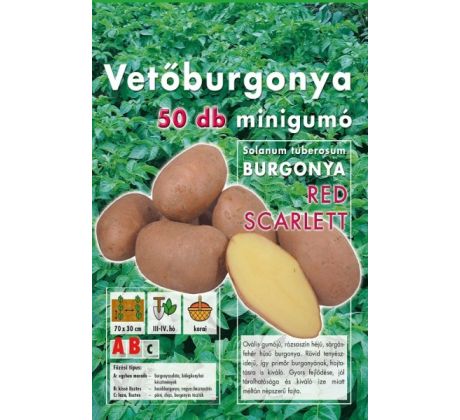 Holandské sadivo zemiakov / minihľuzy 50ks - RED SCARLETT