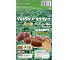 Holandské sadivo zemiakov / minihľuzy 50ks - KURODA